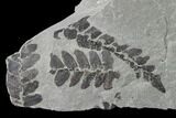 Pennsylvanian Fossil Fern (Neuropteris) Plate - Kentucky #142428-1